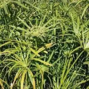 Cyperus Alternifolius - Umbrella Palm (Bare Root)