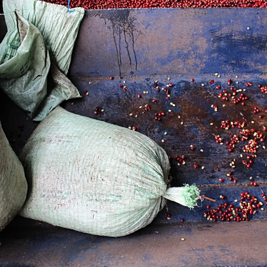 Ericka Sanchez Extended Fermentation - San Antonio Huista, Huehuetenango