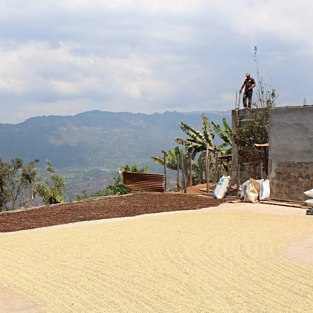 Ericka Sanchez Extended Fermentation - San Antonio Huista, Huehuetenango